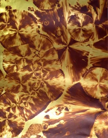 Photography Albin Guillot - Micrographie décorative