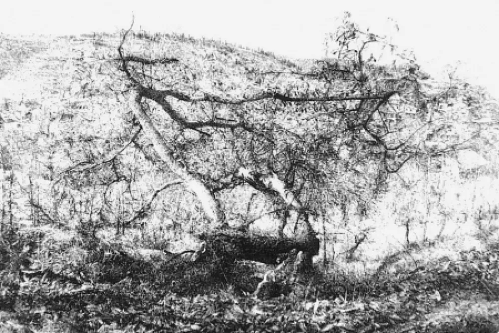 Engraving Barbisan - Il castagno morto