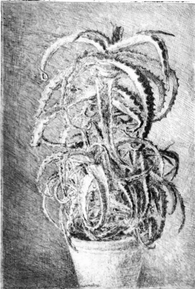 Engraving Barbisan - Pianta grassa