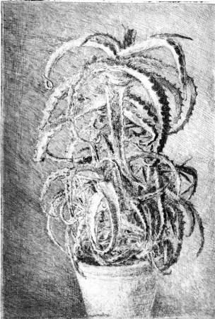 Engraving Barbisan - Pianta grassa