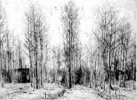 Engraving Barbisan - Pioppi