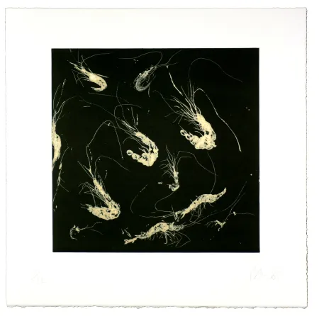 Aquatint Barcelo - Crevette dans tous les états