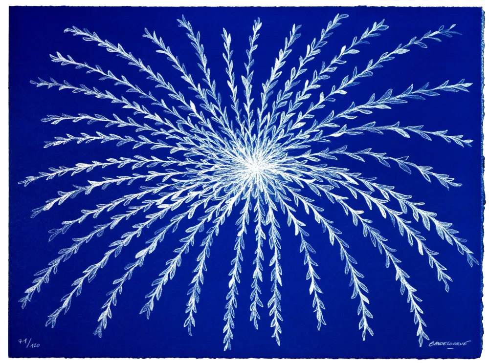 Lithograph Baudelocque - Etoile végétale