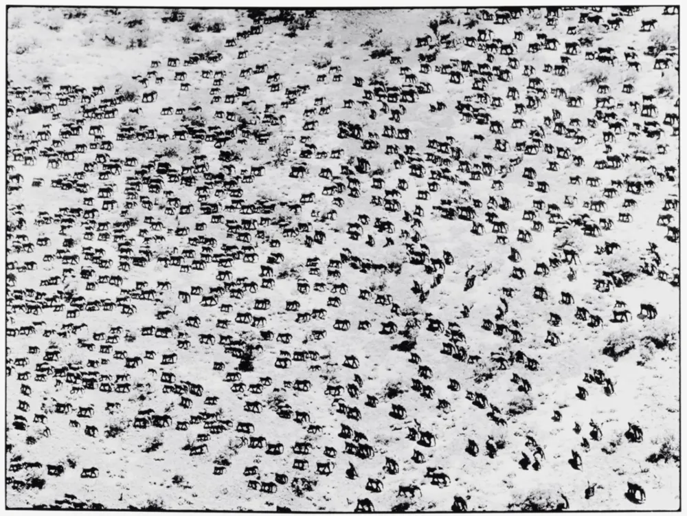 Photography Beard - 965 Elephants, 