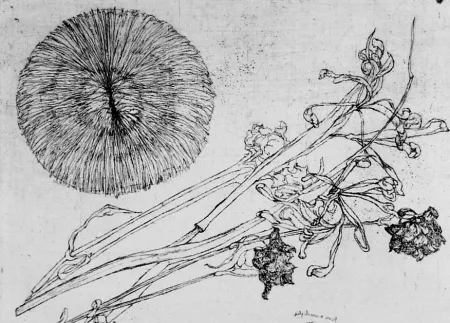 Engraving Biasion - Riccio e fiori