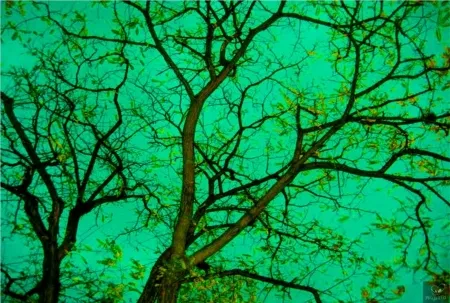 Photography Bohorquez - Verde