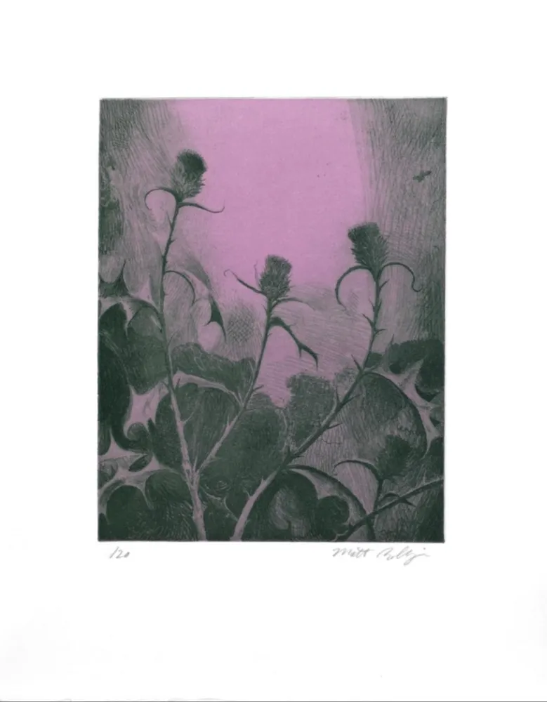 Etching Bollinger - Dusk Thistle
