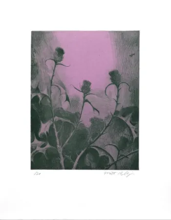 Etching Bollinger - Dusk Thistle