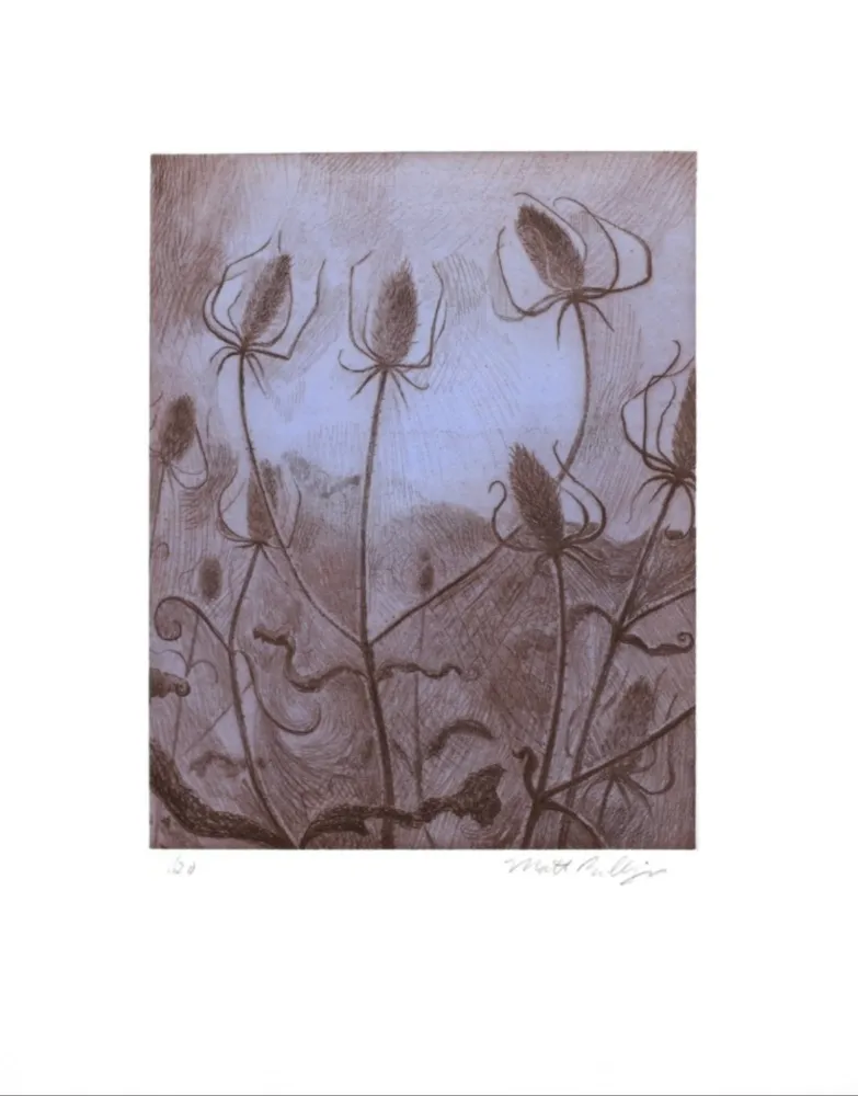 Etching Bollinger - Spider's Teasel