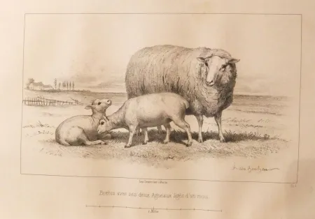 Illustrated Book Bonheur - Considérations sur les bêtes à laine au milieu de XIXe siècle, et notice sur la race de la charmoise