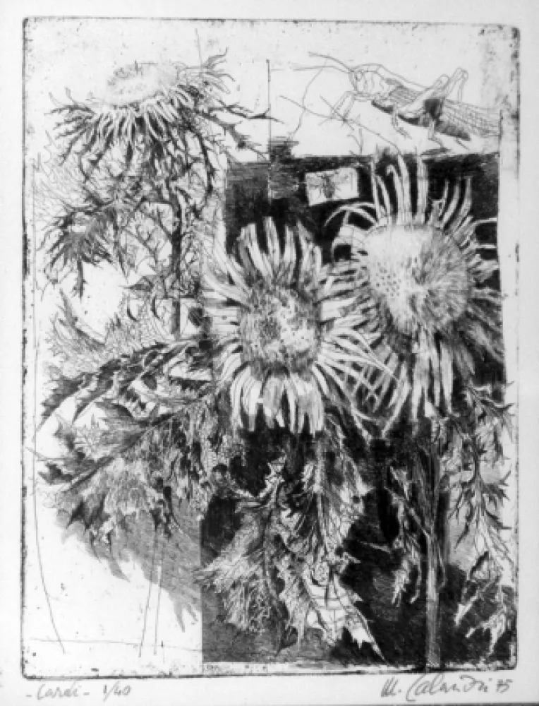 Engraving Calandri - Cardi