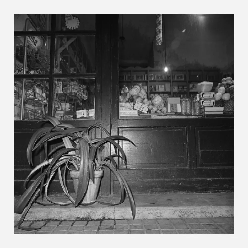 Photography Canovas - ACHING PLANTS - 1