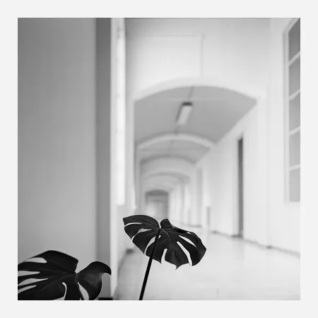 Photography Canovas - ACHING PLANTS - 2