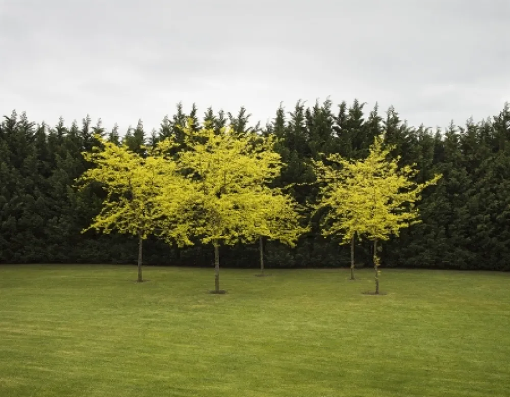 Photography Canovas - SEVENTH HEAVEN - 1