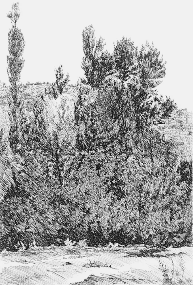 Engraving Castellani - Alberi lungo il Cesano