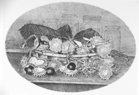 Engraving Cotugno  - Cestino