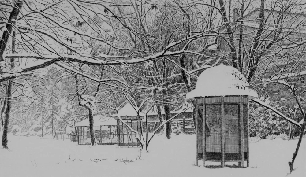 Engraving Cotugno  - Gennaio. Isola Carolina