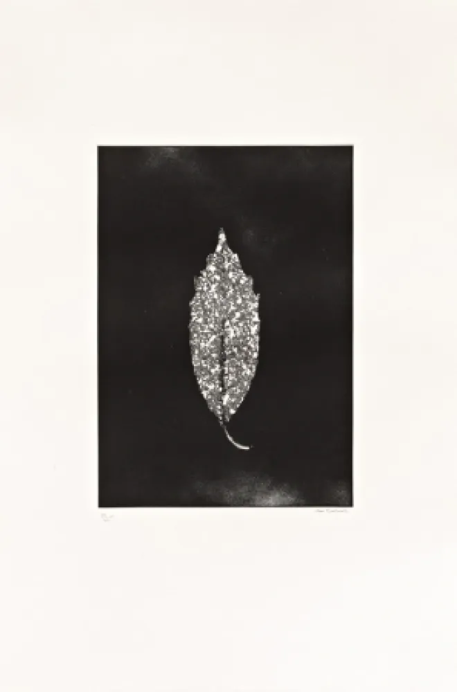 Engraving Couturier - Aucuba