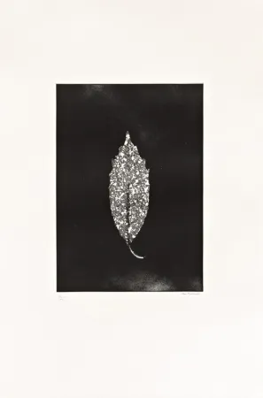 Engraving Couturier - Aucuba