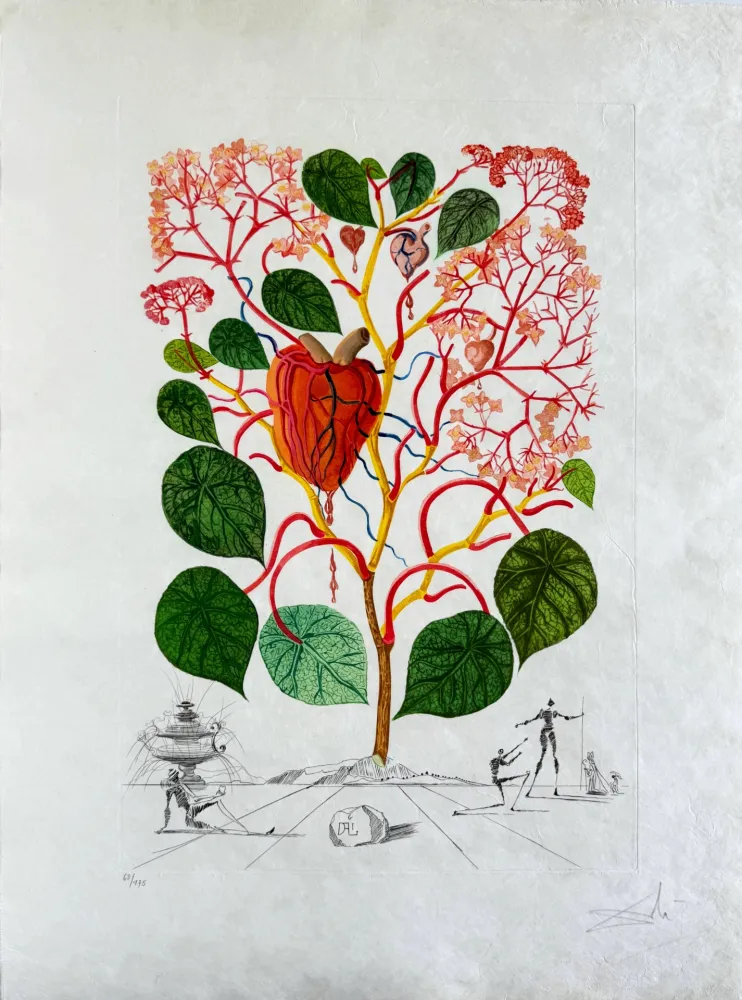 Drypoint Dali - Begonia (Anacardium recordans)