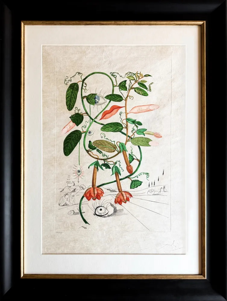 Etching Dali - Cobea (Pisum sensuale)
