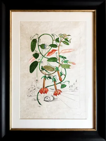 Etching Dali - Cobea (Pisum sensuale)