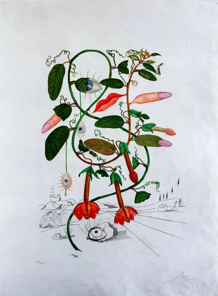 Drypoint Dali - Cobea (Pisum sensuale) (Cobaea)