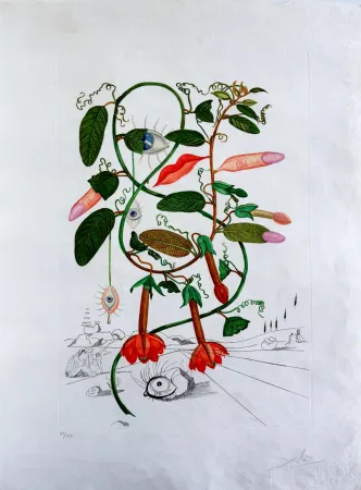 Drypoint Dali - Cobea (Pisum sensuale) (Cobaea)