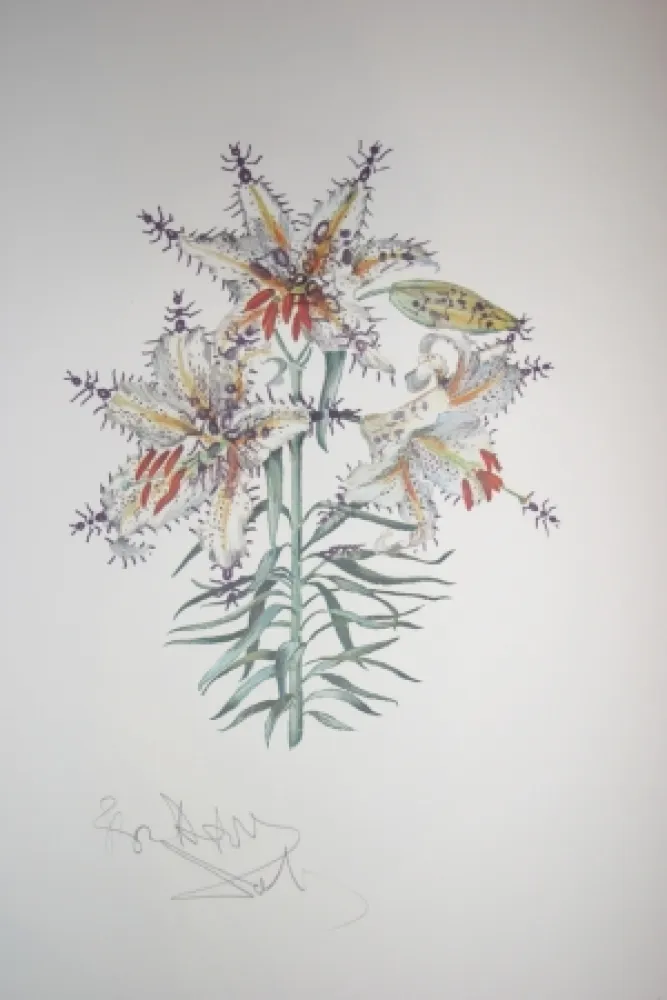 Lithograph Dali - Erotic Lily (surrealistic flowers)