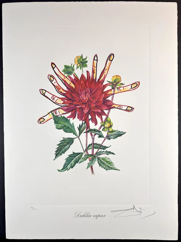 Etching Dali - Florals Dahlias of Dali