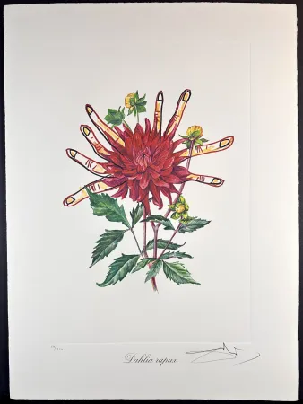 Etching Dali - Florals Dahlias of Dali