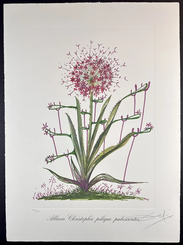 Etching Dali - Florals Desert Cactus