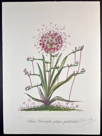 Etching Dali - Florals Desert Cactus