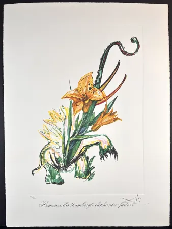 Etching Dali - Florals Elephant Lily
