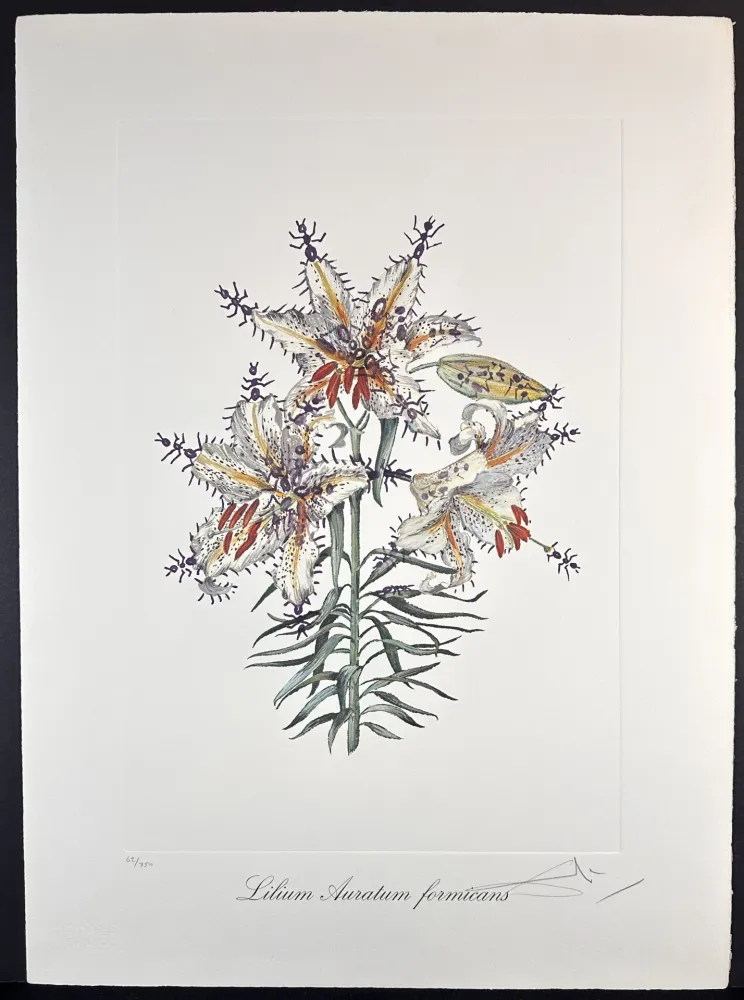 Etching Dali - Florals Erotic Lily