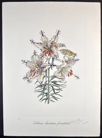 Etching Dali - Florals Erotic Lily