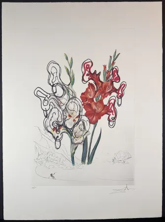 Etching Dali - Florals Gladiolus Costa Brava