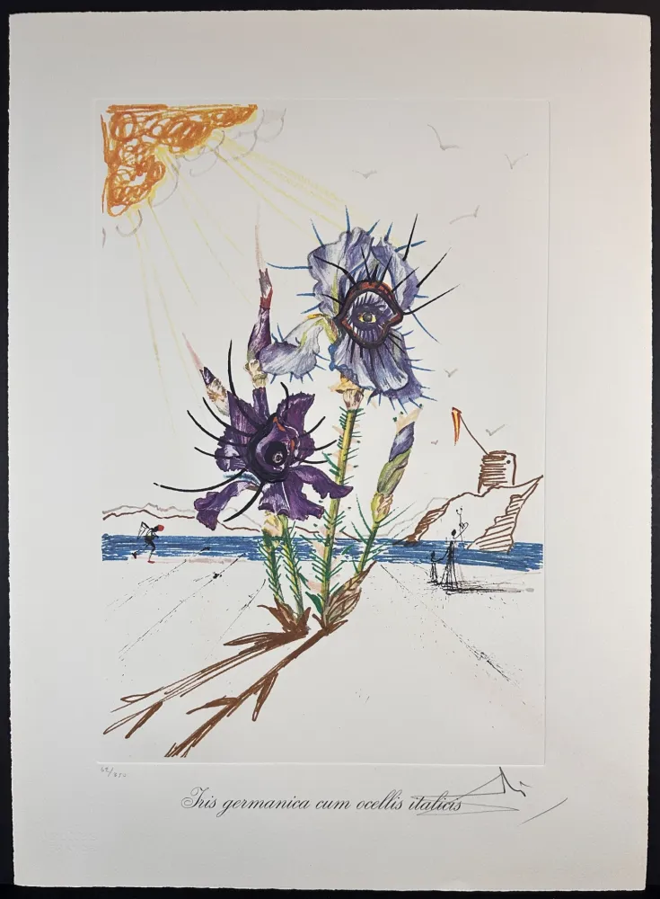 Etching Dali - Florals Iris of Dali's Youth