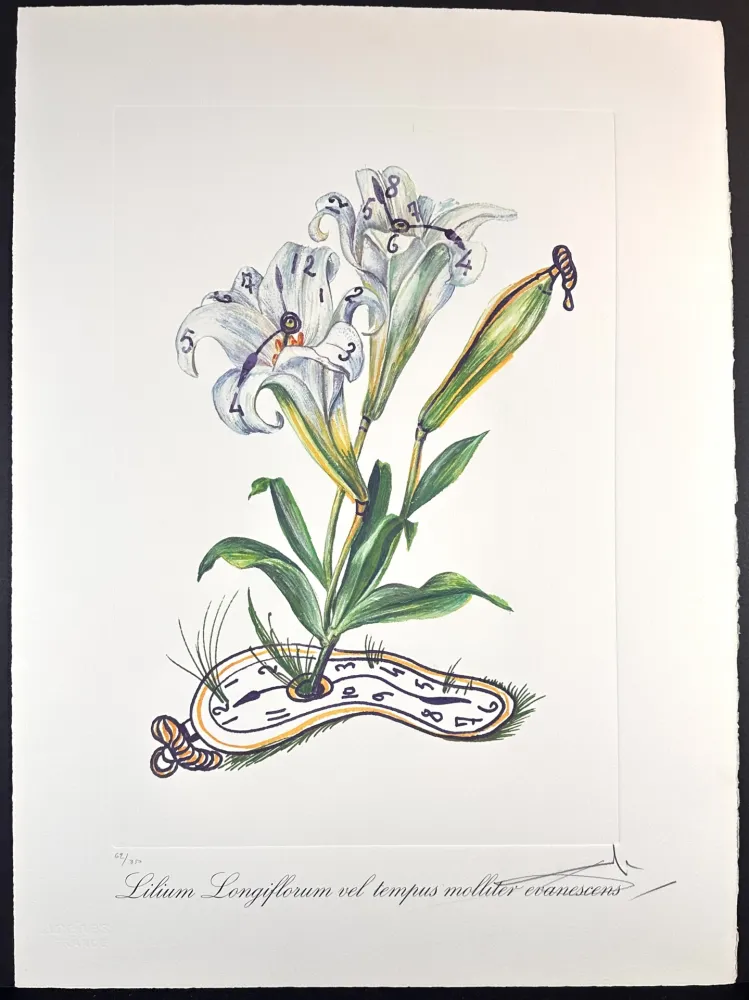 Etching Dali - Florals Lilies of Time