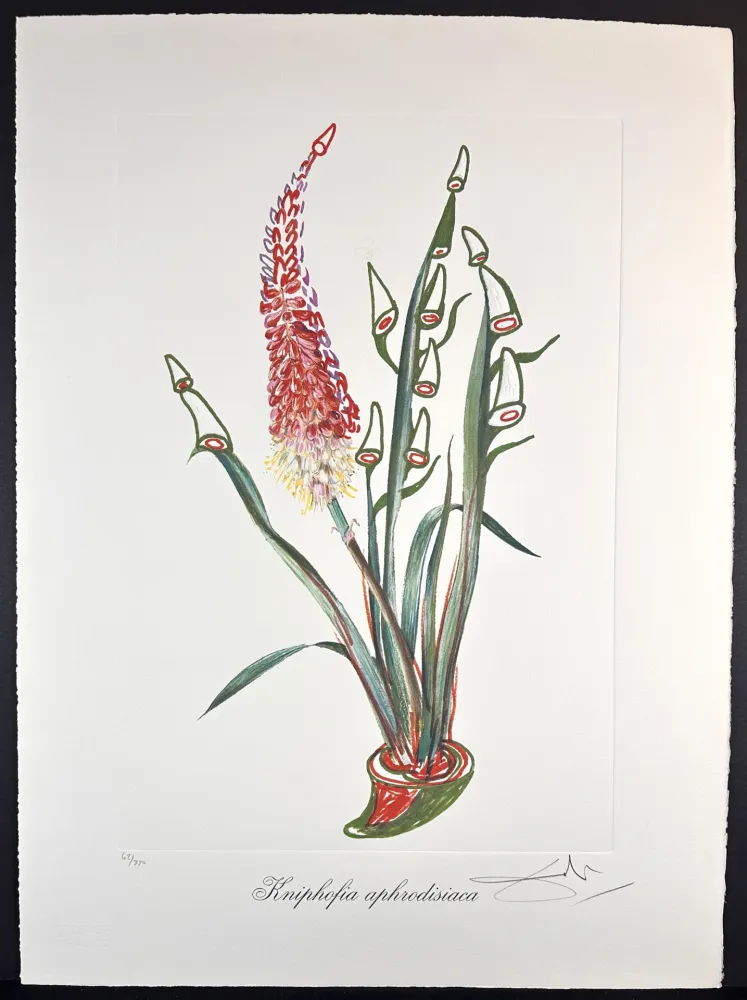 Etching Dali - Florals Rhinoceros Stock