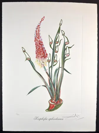 Etching Dali - Florals Rhinoceros Stock