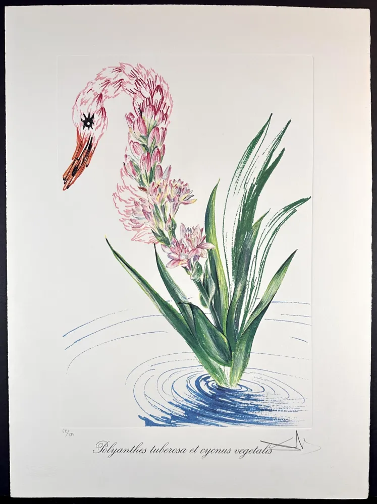 Etching Dali - Florals Water-Hybiscus Swan