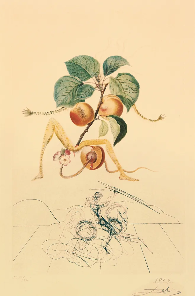Etching Dali - Flordali - Abricot Chevalier