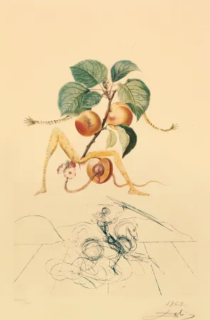 Etching Dali - Flordali - Abricot Chevalier