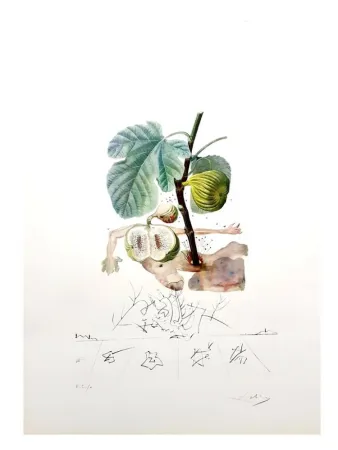 Etching Dali - Flordali - Homme Figuier