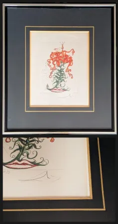 Etching Dali - Hand-Signed Engraving-Tiger Lilies / Lilium Aurancacium et labra barocantia, 1972 - Hand-signed by Dali lower right, 1972
