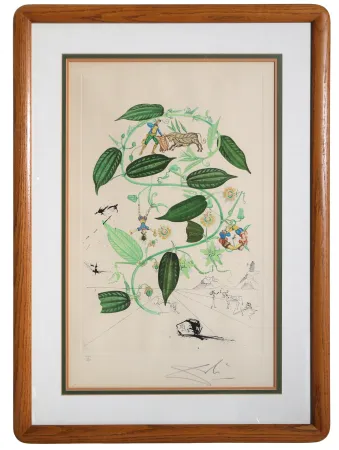 Etching Dali - Passiflora Laurigera