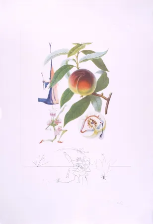 Drypoint Dali - Pécheur pénitent - Peach (Suite Flordali Les Fruits)
