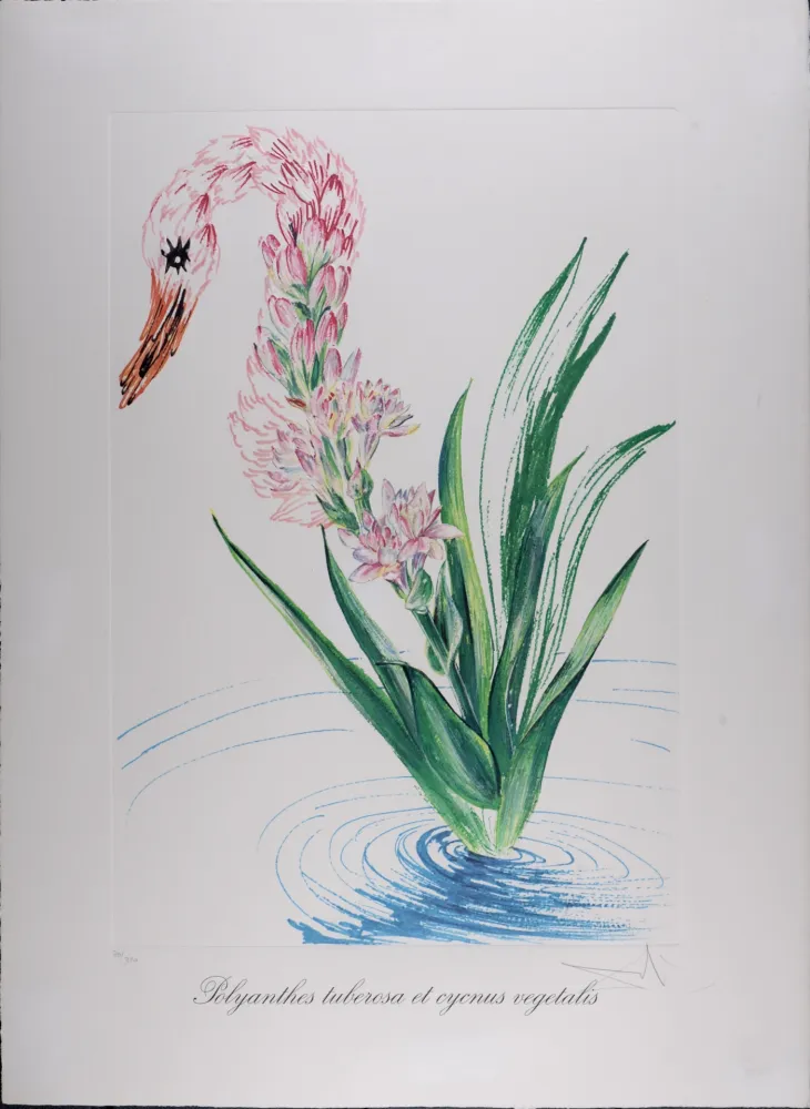 Rotogravure Dali - Polyanthes tyberosa et cygnus vegetalis