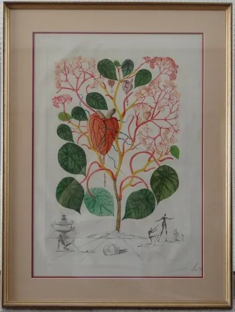 Etching Dali - The Begonia - Anarcadium recordans